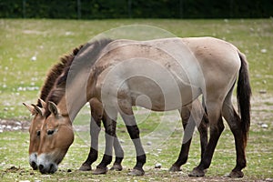 Przewalski`s horse Equus ferus przewalskii