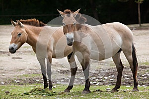 Przewalski`s horse Equus ferus przewalskii