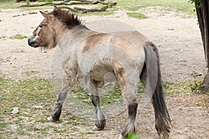 Przewalski`s horse Equus ferus przewalskii