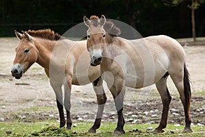 Przewalski`s horse Equus ferus przewalskii