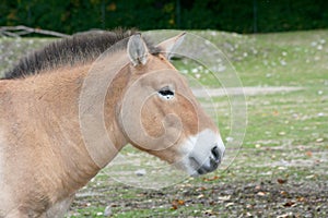 Przewalski's Horse (Equus ferus przewalskii)