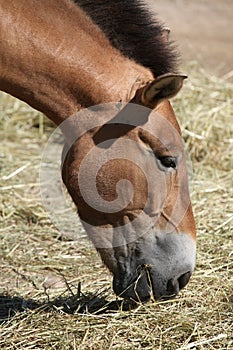 Przewalski's horse (Equus ferus przewalskii).