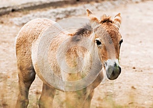 Przewalski's horse foal
