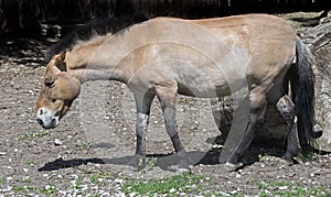 Przewalski's horse mare 2