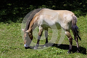 Przewalski`s Horse Mare  824478 photo