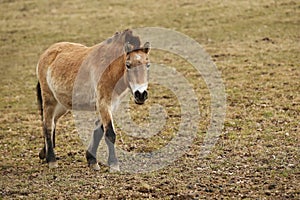 Przewalski`s Horse in the nature looking habitat during autumn time.