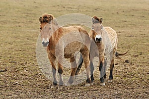 Przewalski`s Horse in the nature looking habitat during autumn time.