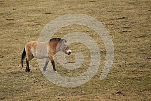 Przewalski`s Horse in the nature looking habitat during autumn time.