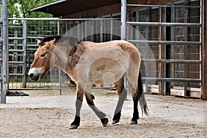 Przewalski`s horse pacing on the soil ground