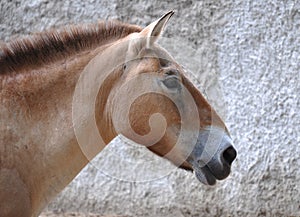 Przewalski`s horse. Portrait. Close-up on a gray wall background