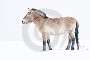 Przewalski's Horse with snow. Left side of the horse on white background. Mongolian wild horse in nature habitat.
