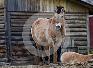 Przewalski& x27;s horse standing on the hill in zoo