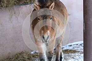 Przewalski's horse in the street