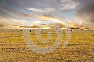 Przewalski`s horses animal group feeding and browsing on the grass, steppe landscape