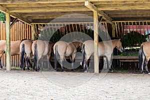 Przewalski`s horses feed from feeding troughs in a zoo