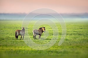 Przewalski\'s horses in meadow
