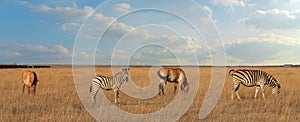 Przewalski`s horses and zebras African herbivore animals