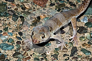 Przewalski's Wonder Gecko