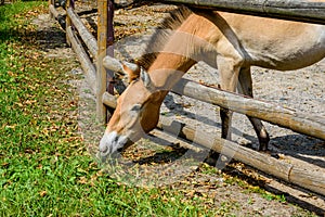 Przewalski wild horse Equus przewalskii or Equus ferus przewalskii or mongolian wild horse in a paddock. Endangered species