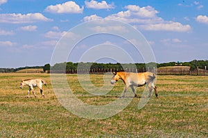 Przewalski wild horse with a stallion running in steppe in a biosphere reserve. Animals and wildlif