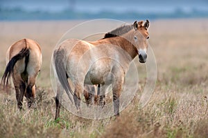 Przewalskii horse on field