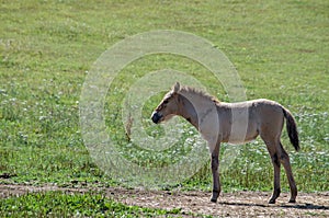 A Przewalskis horse