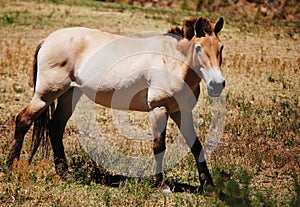 Przewalskis Horse