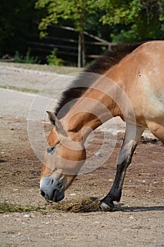 Przewalskis horse (Equus przewalskii)