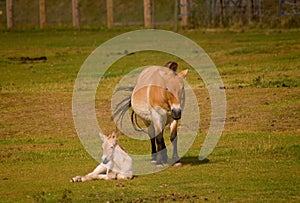 Przhevalsky horse with foal