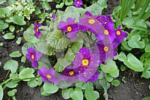 PrÃÂ­mula juliae in full bloom