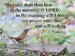 Psalm 5:3 Prayer with Carolina Wren