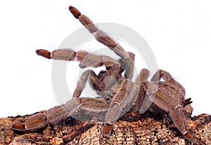 Psalmopoeus Cambridgei spider