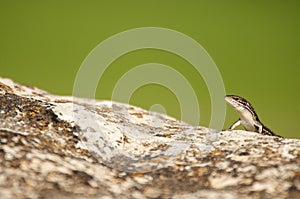 Psammodromus grande - Psammodromus algirus - reptile lizard