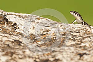 Psammodromus grande - Psammodromus algirus - reptile lizard sunning on a rock