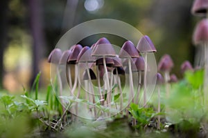 Psathyrella Mushrooms on Forest Floor