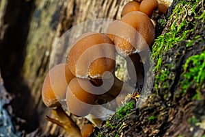 Psathyrella piluliformis Common Stump Brittlestem mushroom reddish-brown mushroom that grows steeply in groups, natural light photo
