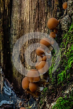 Psathyrella piluliformis Common Stump Brittlestem mushroom reddish-brown mushroom that grows steeply in groups, natural light photo