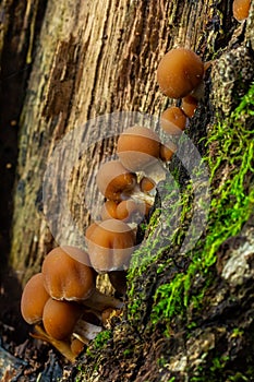 Psathyrella piluliformis Common Stump Brittlestem mushroom reddish-brown mushroom that grows steeply in groups, natural light photo