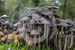 Psathyrellaceae fungi light brown and black like a fairy village