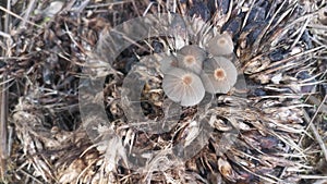 psathyrellaceae mushrooms sprouting out from the cluster of oil palm fruit.