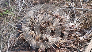 psathyrellaceae mushrooms sprouting out from the cluster of oil palm fruit.