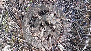 psathyrellaceae mushrooms sprouting out from the cluster of oil palm fruit.