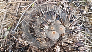 psathyrellaceae mushrooms sprouting out from the cluster of oil palm fruit.