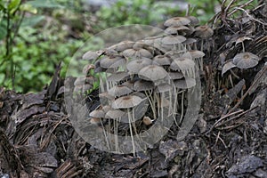 psathyrellaceae mushrooms sprouting out from the decaying trunk