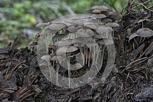 psathyrellaceae mushrooms sprouting out from the decaying trunk