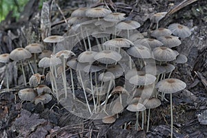 psathyrellaceae mushrooms sprouting out from the decaying trunk