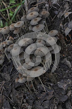 psathyrellaceae mushrooms sprouting out from the decaying trunk