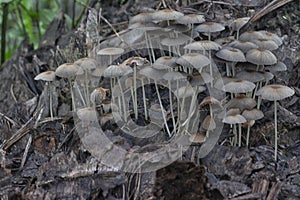 psathyrellaceae mushrooms sprouting out from the decaying trunk