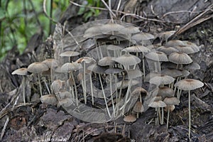 psathyrellaceae mushrooms sprouting out from the decaying trunk