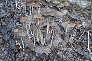 psathyrellaceae mushrooms sprouting out from the decaying trunk